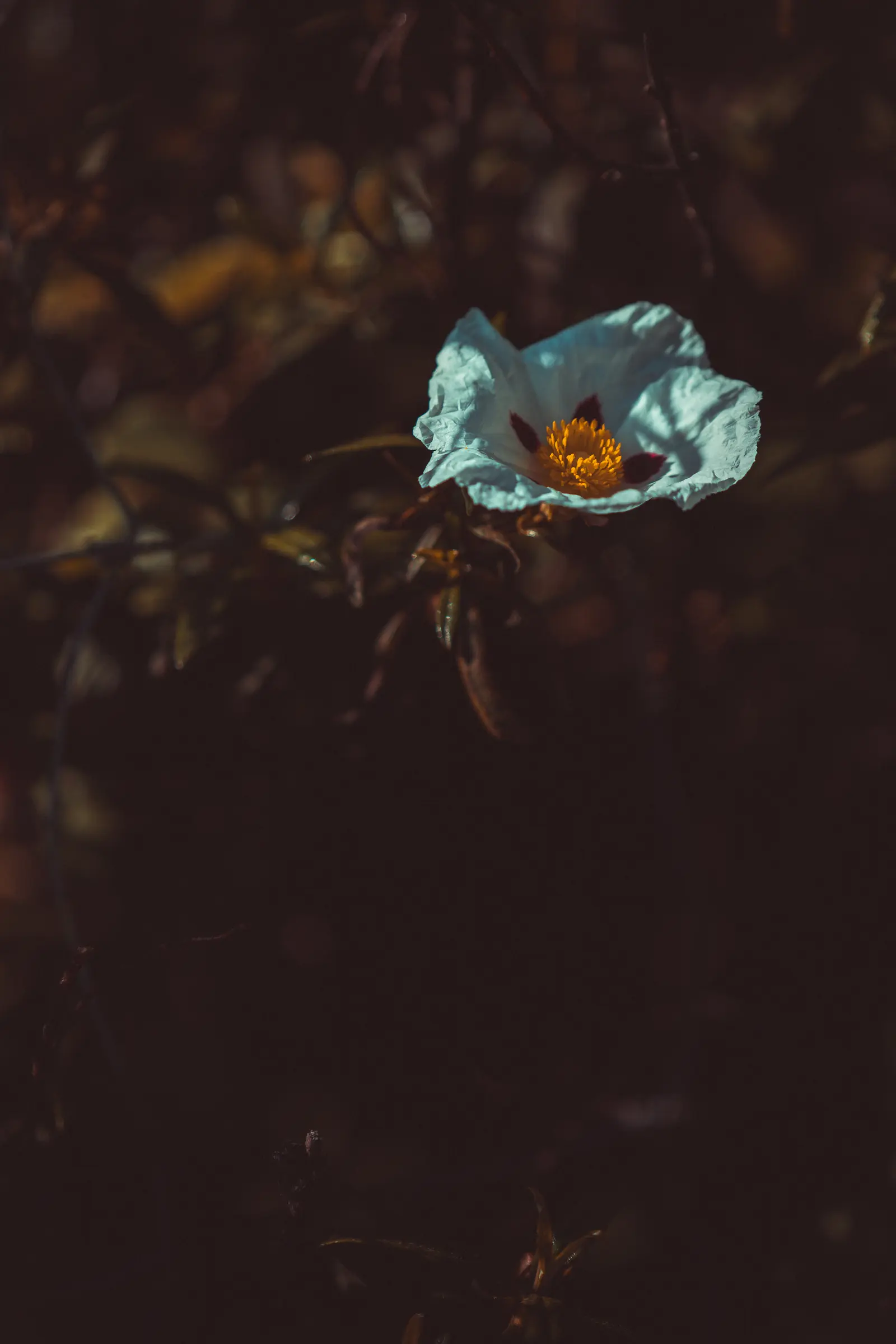 Intento subida Abantos-4